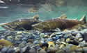 salmonmigration