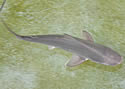 sandbarshark