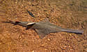 sawfish