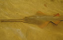 sawfishfl