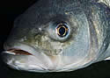 seabass