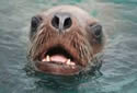 sealion