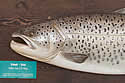 seatrout