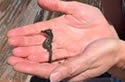 seahorsecatch