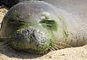sealalgae