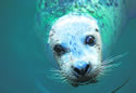 sealcull