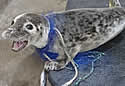 sealfish