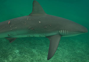 shark bite rape mating scars