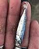 silverfish