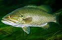 smallmouthbass