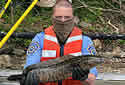 snakehead