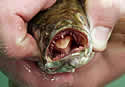 snakeheadtasty