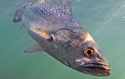 spawnfish