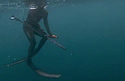 spearfisheraussie