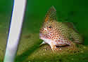 spottedhandfish