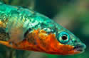 stickleback