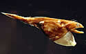 stomachfish