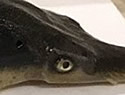 sturdlefish
