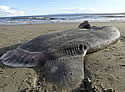 sunfish