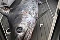 swordfish