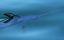 swordfishnet