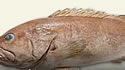 tastygrouper