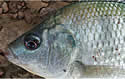 tilapiafish