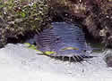 toadfish