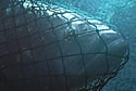 totoaba