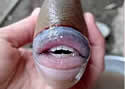 triggerlips