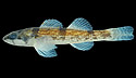 trispotdarter