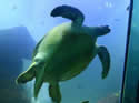 turtleaquarium