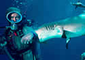 valerieshark