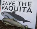 vaquita