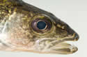 walleye