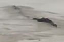 watersnake