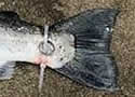 weddingfish