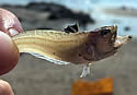 weeverfish