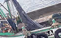 whalesharkcaught