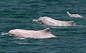 whitedolphins