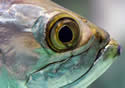 zebraeye