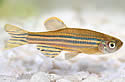zebrafish