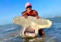 11-foothammerhead
