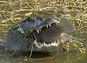 alligatorfish