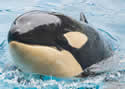 amayawhale