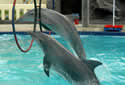 balidolphins