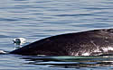 baloonwhale