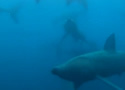 baskingsharkpics