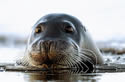 beardedseal