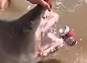beershark